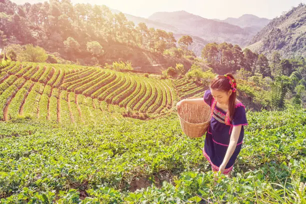Photo of Young Tribal Asian women from Thailand picking tea leaves with smiling face on tea field plantation in the morning at doi ang khang national park , Chiang Mai, Thailand. Beautiful Asia female model