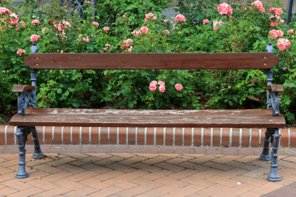 istock In the foreground decorative cast iron bench, with wooden seat, background roses. 986459902