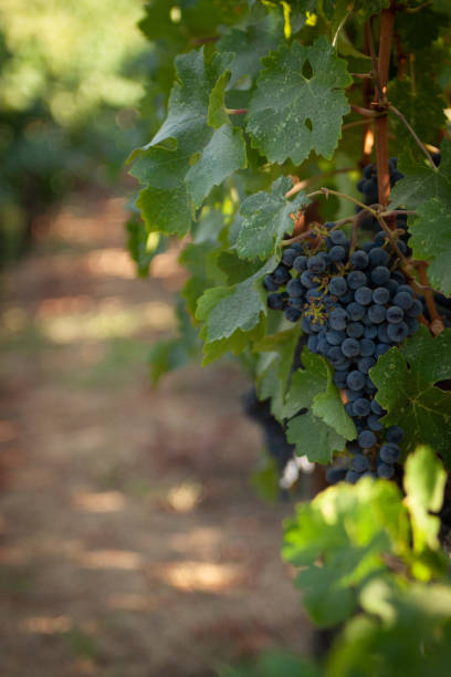 uvas de vinho vermelhas maduras em uma videira - vineyard california napa valley vine - fotografias e filmes do acervo