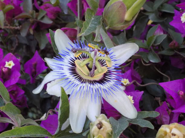 istock Beautiful mediterranean flowers in natural decoration 986469136