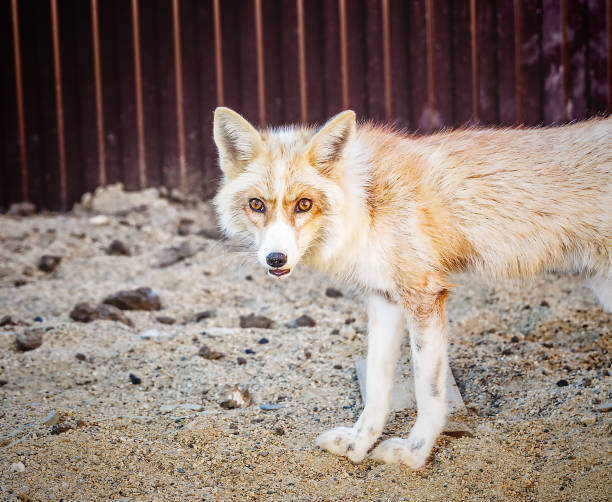 istock Portrait of golden fox 986471476