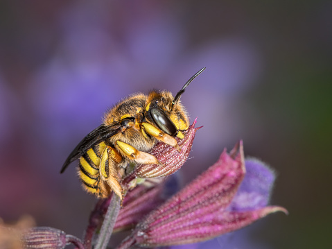 European wool carder bee (Anthidium manicatum, Megachilidae) sitting on a purple flower (Salvia officinalis)