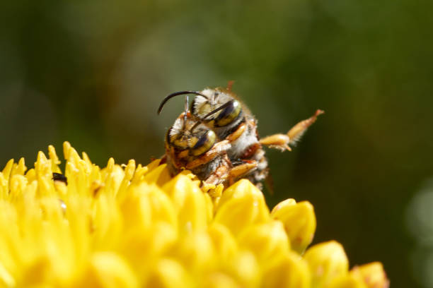 istock Butterfly Aglais urticae sits on a yellow flower. 986478870