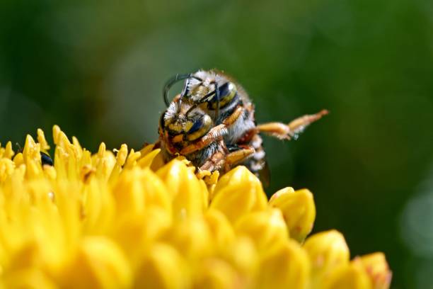 istock Butterfly Aglais urticae sits on a yellow flower. 986478958