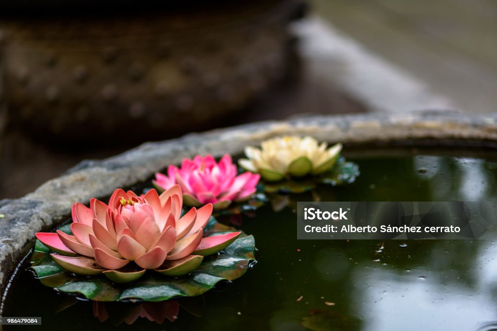 Three Lotus Flowers Lotus flowers in a temple pond. No People Stock Photo
