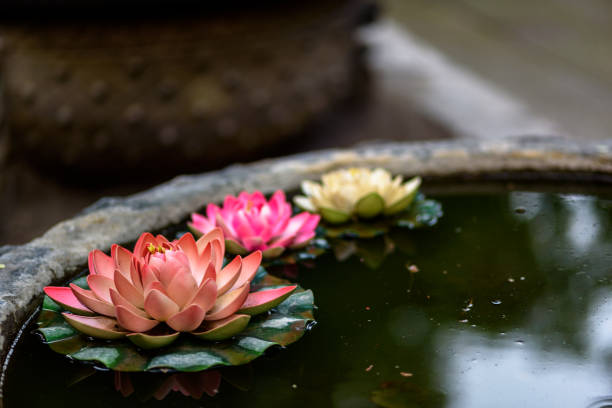 Three Lotus Flowers Lotus flowers in a temple pond. wuxi photos stock pictures, royalty-free photos & images