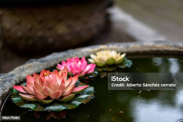 Three Lotus Flowers Stock Photo - Download Image Now - No People, Suzhou, Asia