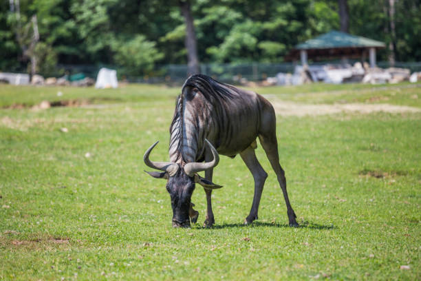 A wildebeest isolated eating grass in an open space.