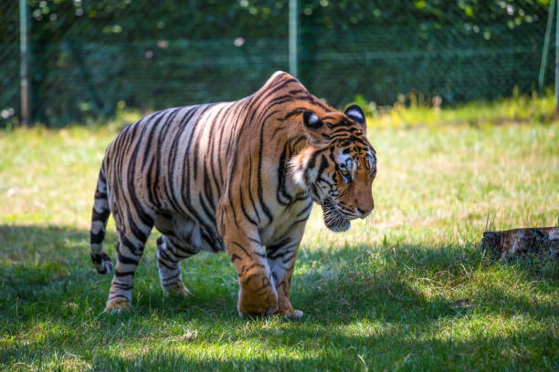istock A beautiful tiger walking in an open space. 986479938