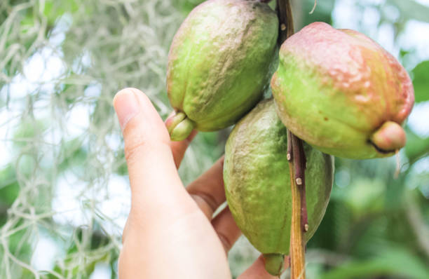 istock hand holding Barringtonia racemosa.Close-up 986480266