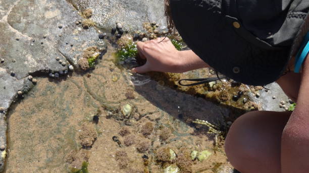 istock Tidal Pool Beach Combing Coastal Walk Australia 986481550
