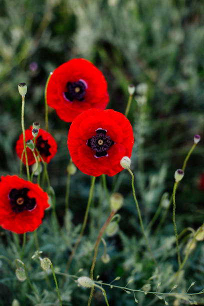 istock Red poppy in the field. 986485570