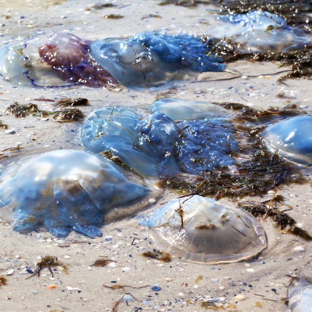 istock Dead jellyfish (Rhizostoma) washed ashore on sand beach 986487258