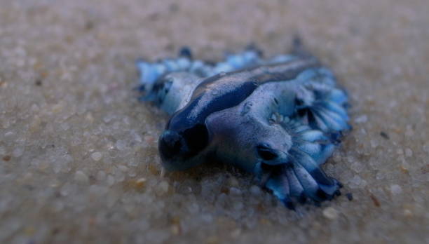 Blue Dragon, Glaucus Atlanticus, Blue Sea Slug