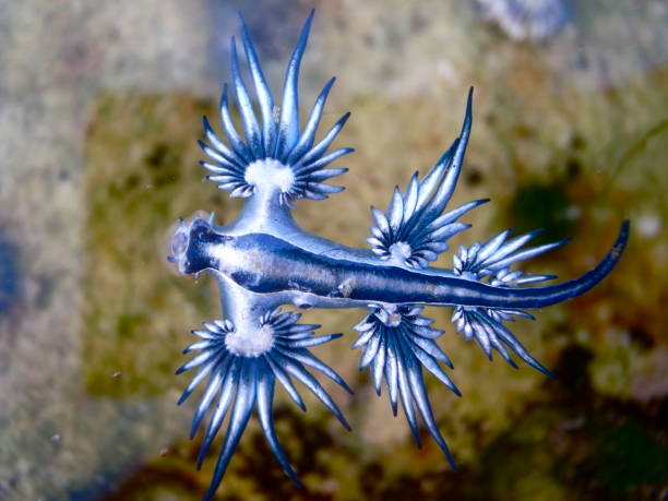 istock Blue Dragon, Glaucus Atlanticus, Blue Sea Slug 986491714