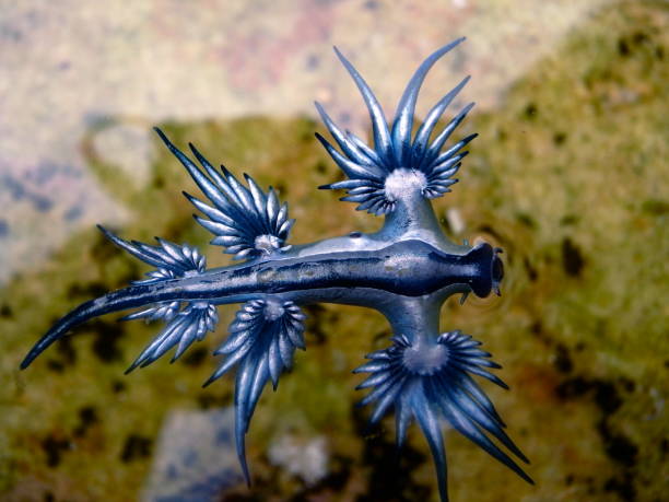istock Blue Dragon, Glaucus Atlanticus, Blue Sea Slug 986491720