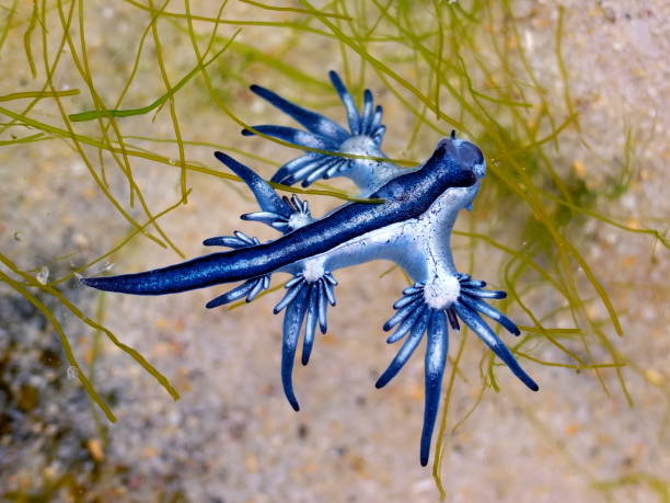 istock Blue Dragon, Glaucus Atlanticus, Blue Sea Slug 986491808