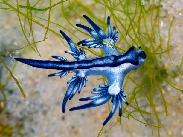 Photo of Blue Dragon, Glaucus Atlanticus, Blue Sea Slug