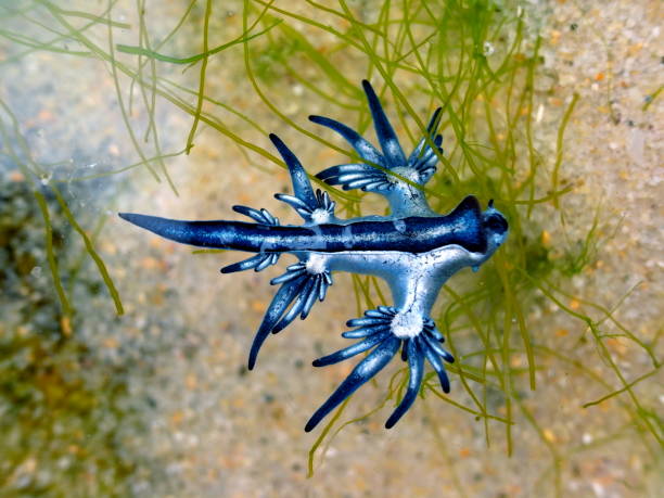 Blue Dragon, Glaucus Atlanticus, Blue Sea Slug stock photo