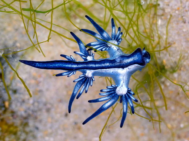 istock Blue Dragon, Glaucus Atlanticus, Blue Sea Slug 986491916