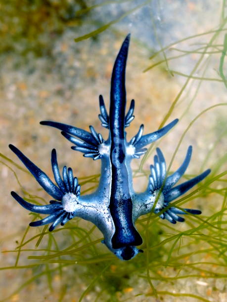 istock Blue Dragon, Glaucus Atlanticus, Blue Sea Slug 986491932