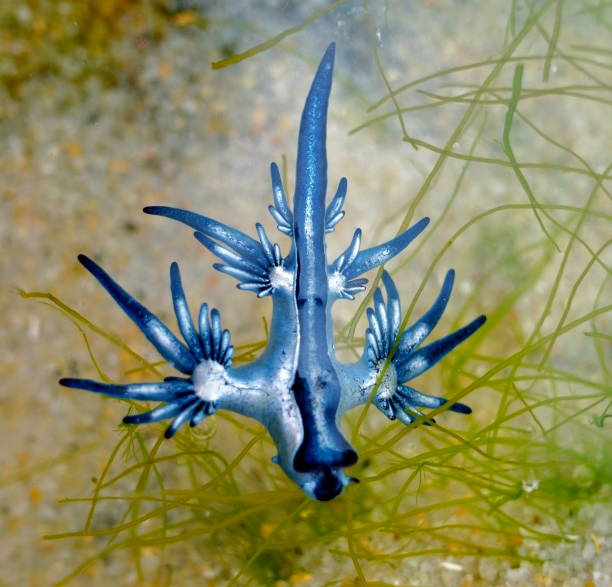 istock Blue Dragon, Glaucus Atlanticus, Blue Sea Slug 986491946