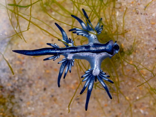 istock Blue Dragon, Glaucus Atlanticus, Blue Sea Slug 986491974