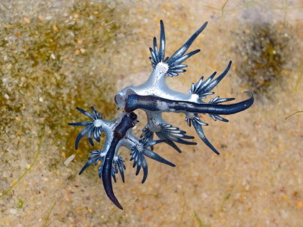 istock Blue Dragon, Glaucus Atlanticus, Blue Sea Slug 986491986