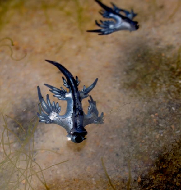 istock Blue Dragon, Glaucus Atlanticus, Blue Sea Slug 986491988