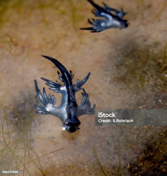 Blue Dragon Glaucus Atlanticus Blue Sea Slug Stock Photo - Download Image Now - Above, Aedes Atlanticus, Angel