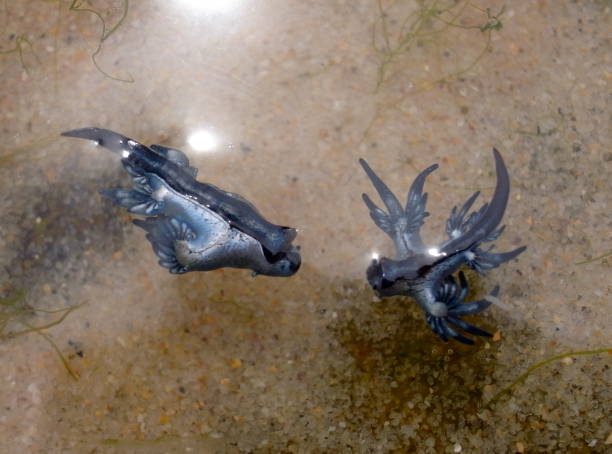 istock Blue Dragon, Glaucus Atlanticus, Blue Sea Slug 986491996