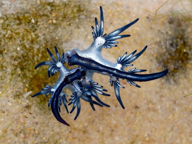 istock Blue Dragon, Glaucus Atlanticus, Blue Sea Slug 986492374