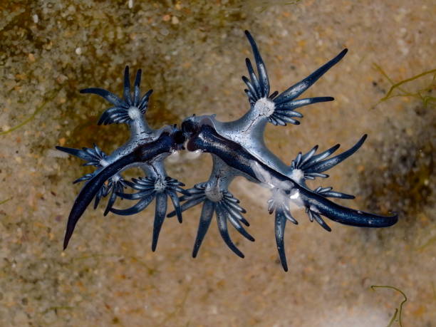 istock Blue Dragon, Glaucus Atlanticus, Blue Sea Slug 986492994
