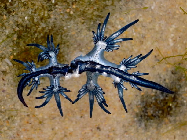 istock Blue Dragon, Glaucus Atlanticus, Blue Sea Slug 986493682