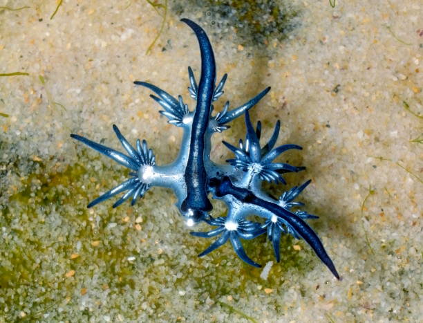 istock Blue Dragon, Glaucus Atlanticus, Blue Sea Slug 986493956