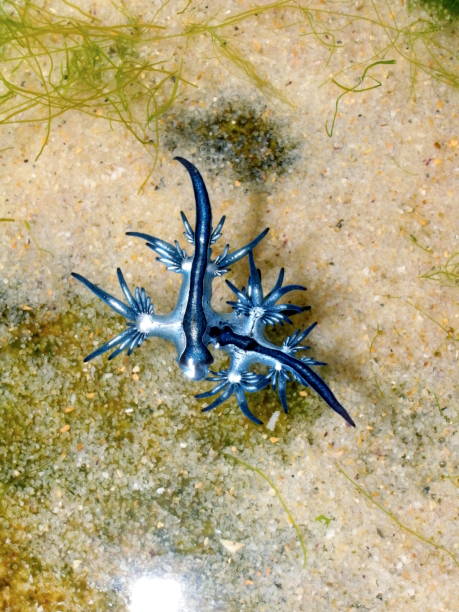 istock Blue Dragon, Glaucus Atlanticus, Blue Sea Slug 986494096