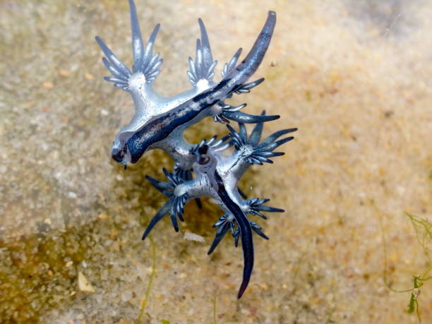 istock Blue Dragon, Glaucus Atlanticus, Blue Sea Slug 986494110