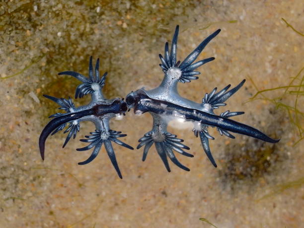 istock Blue Dragon, Glaucus Atlanticus, Blue Sea Slug 986494180