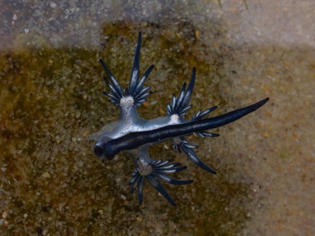 istock Blue Dragon, Glaucus Atlanticus, Blue Sea Slug 986494306