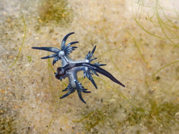 istock Blue Dragon, Glaucus Atlanticus, Blue Sea Slug 986494378