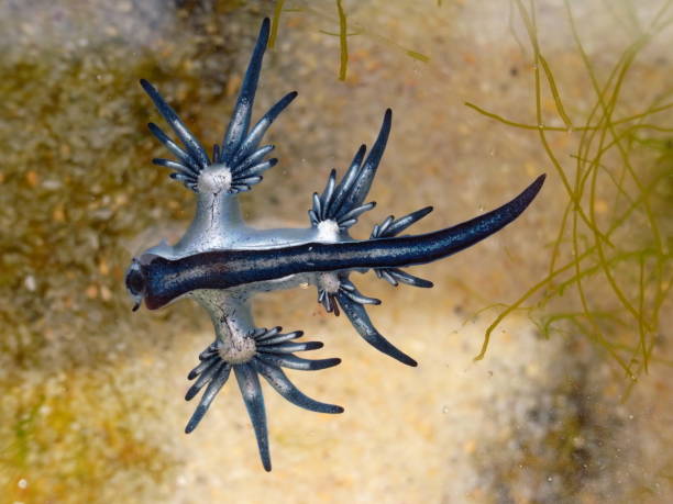 istock Blue Dragon, Glaucus Atlanticus, Blue Sea Slug 986494624
