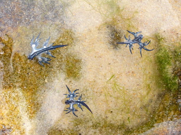 Blue Dragon, Glaucus Atlanticus, Blue Sea Slug