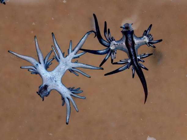 istock Blue Dragon, Glaucus Atlanticus, Blue Sea Slug 986494872