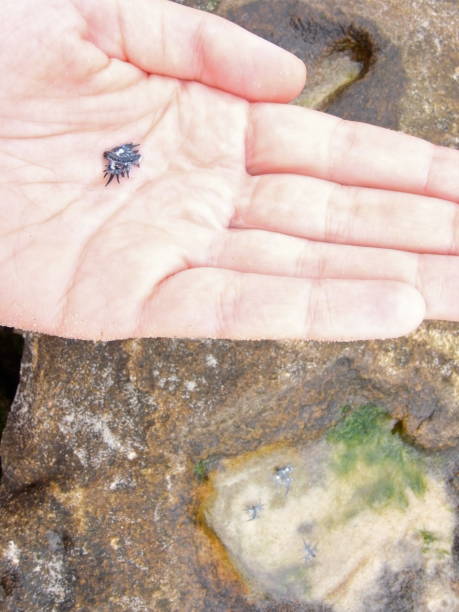 Blue Dragon, Glaucus Atlanticus, Blue Sea Slug