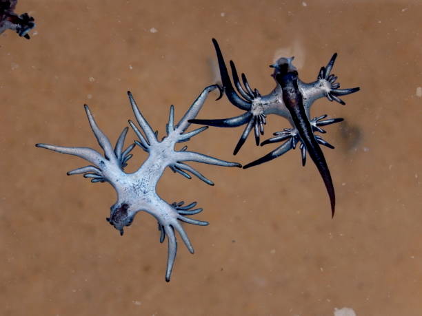 istock Blue Dragon, Glaucus Atlanticus, Blue Sea Slug 986495228