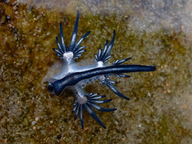 istock Blue Dragon, Glaucus Atlanticus, Blue Sea Slug 986495364