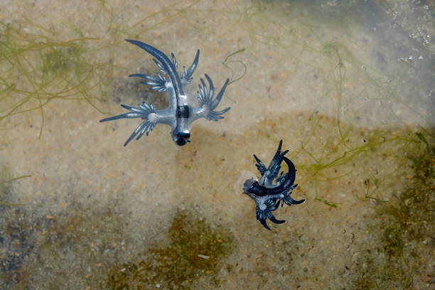 istock Blue Dragon, Glaucus Atlanticus, Blue Sea Slug 986495378