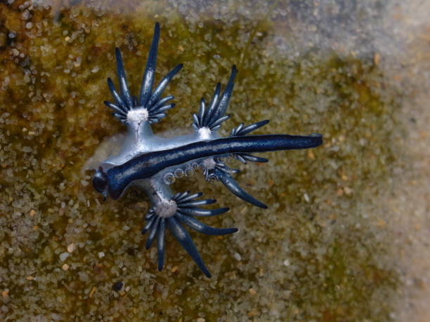 istock Blue Dragon, Glaucus Atlanticus, Blue Sea Slug 986495390