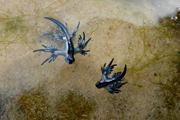 istock Blue Dragon, Glaucus Atlanticus, Blue Sea Slug 986495512