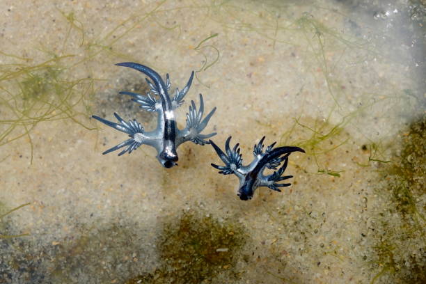 istock Blue Dragon, Glaucus Atlanticus, Blue Sea Slug 986495638